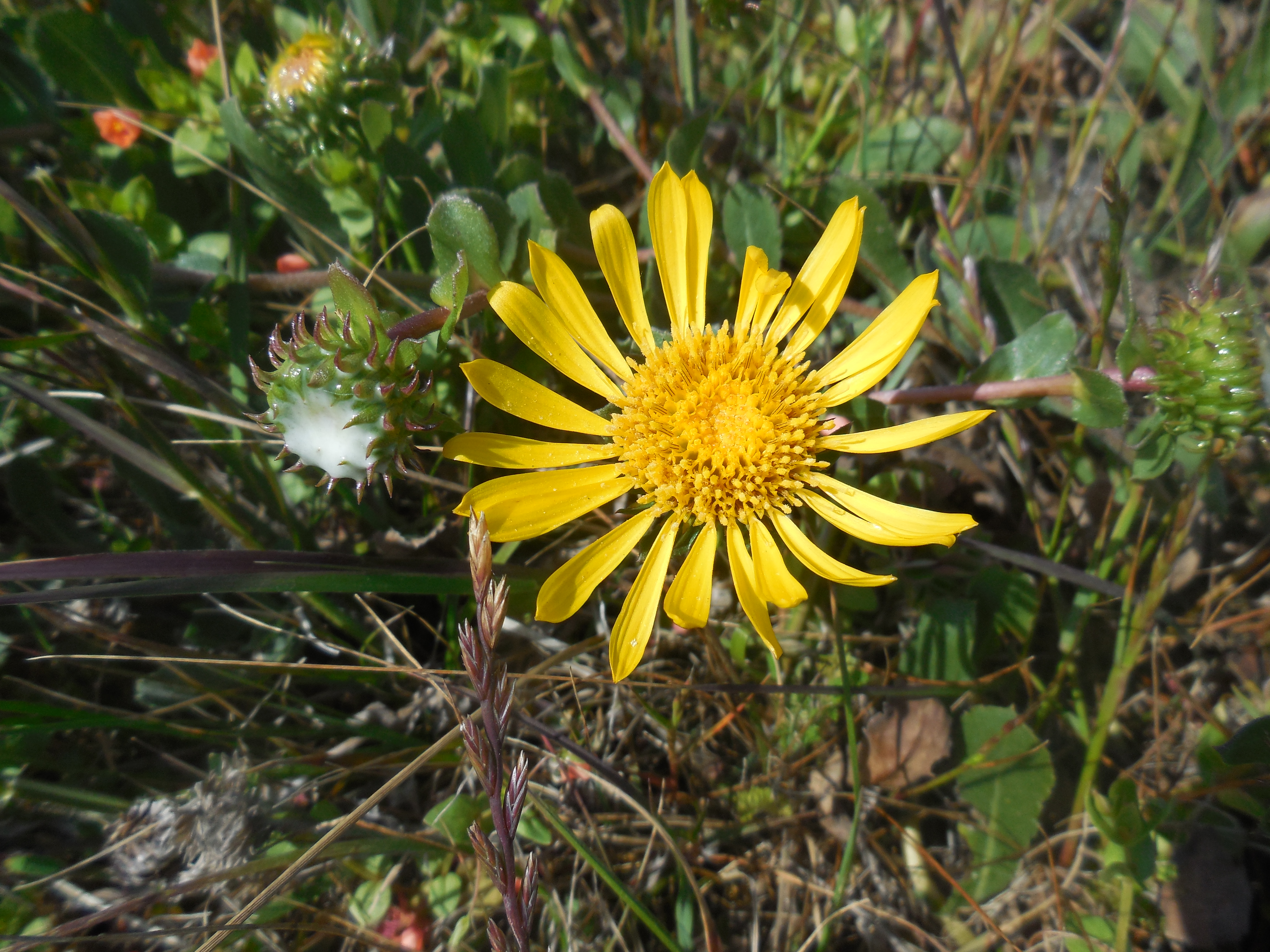 gumplant (Grindelia stricta var. platyphylla)